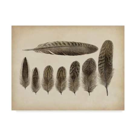 Unknown 'Vintage Feathers Viii' Canvas Art,14x19